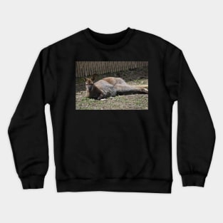 Wallaby Crewneck Sweatshirt